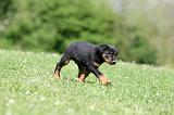 BEAUCERON - PUPPIES 334